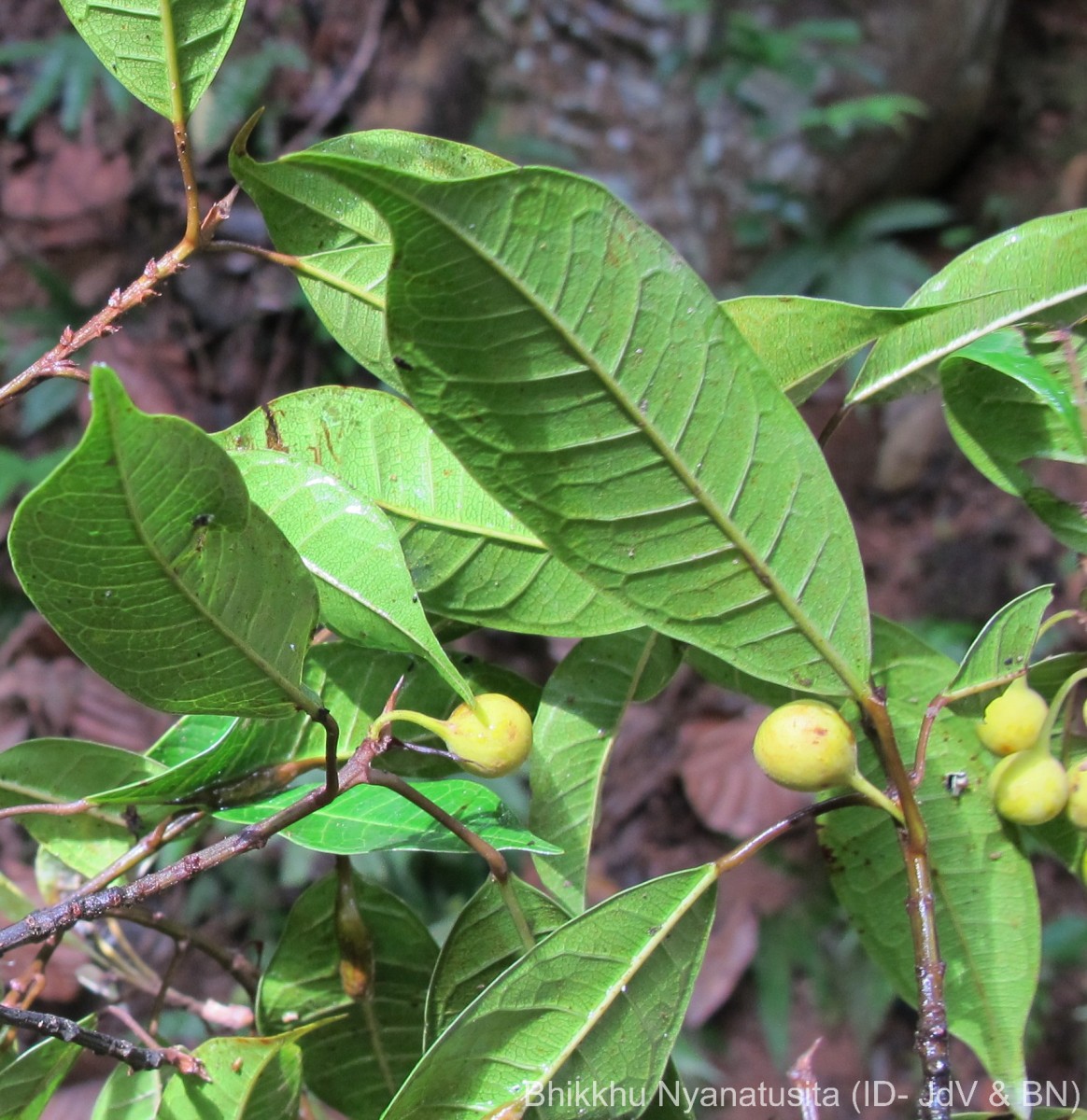 Ficus nervosa Roth